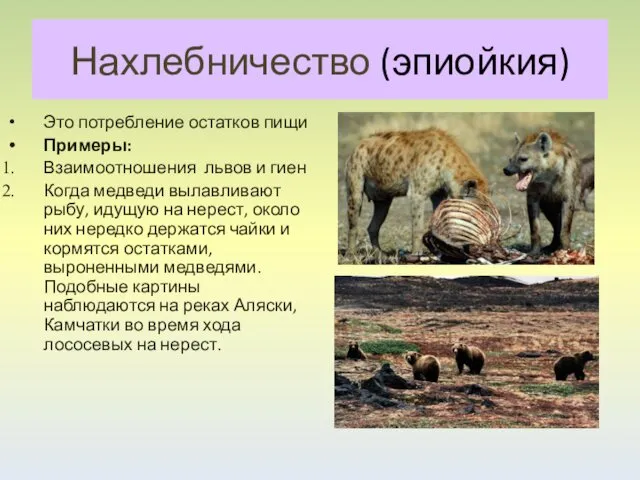 Нахлебничество (эпиойкия) Это потребление остатков пищи Примеры: Взаимоотношения львов и гиен Когда медведи