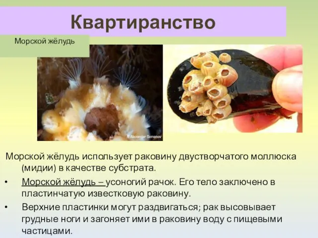 Квартиранство Морской жёлудь использует раковину двустворчатого моллюска (мидии) в качестве субстрата. Морской жёлудь