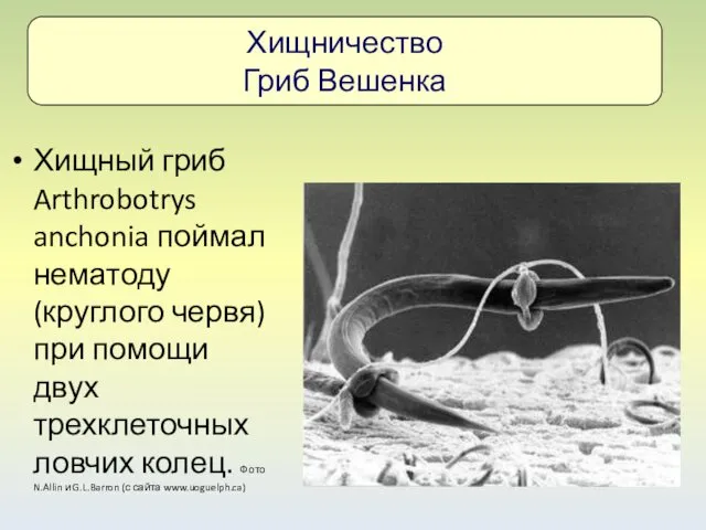 Хищный гриб Arthrobotrys anchonia поймал нематоду (круглого червя) при помощи двух трехклеточных ловчих