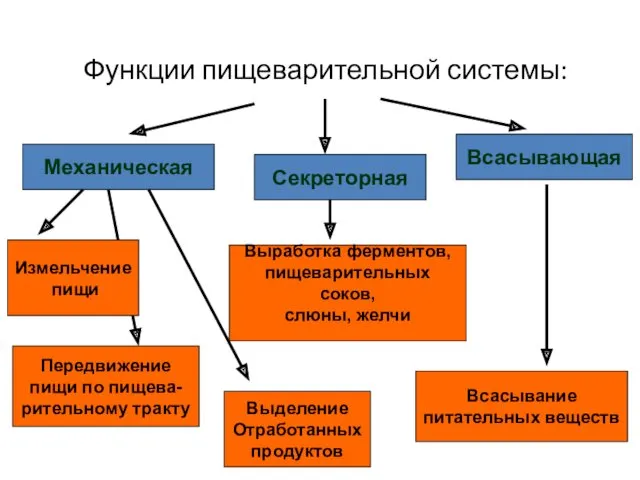 Функции пищеварительной системы: Механическая Секреторная Всасывающая Измельчение пищи Передвижение пищи