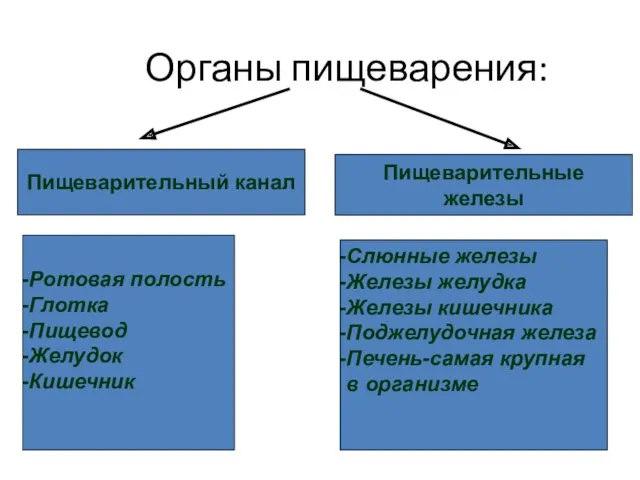 Органы пищеварения: Пищеварительный канал Пищеварительные железы Ротовая полость Глотка Пищевод