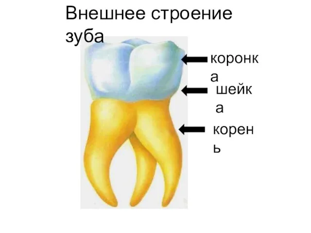 коронка шейка корень Внешнее строение зуба