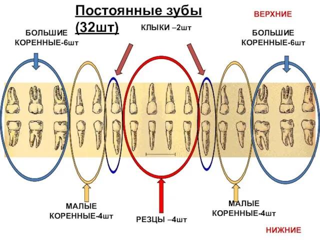 Постоянные зубы (32шт) ВЕРХНИЕ НИЖНИЕ РЕЗЦЫ –4шт КЛЫКИ –2шт МАЛЫЕ