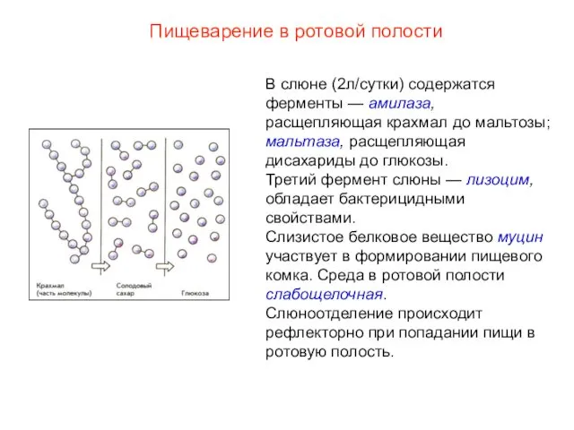 В слюне (2л/сутки) содержатся ферменты — амилаза, расщепляющая крахмал до