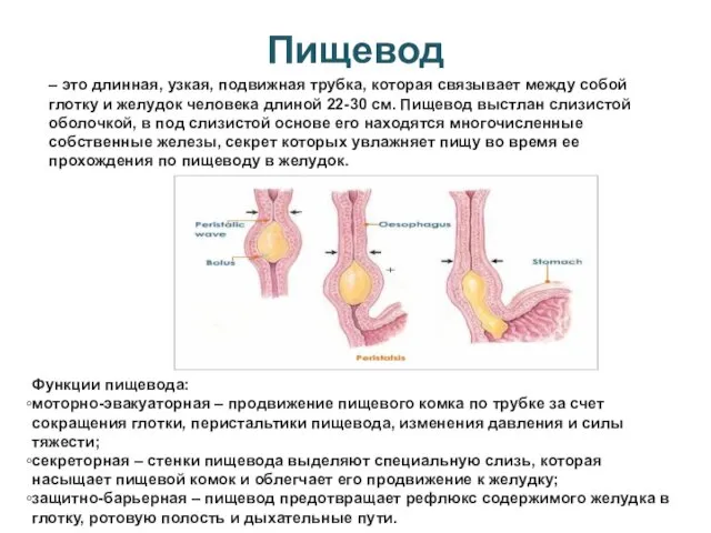 Пищевод – это длинная, узкая, подвижная трубка, которая связывает между