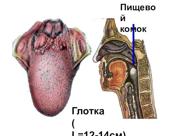 Пищевой комок Глотка ( L=12-14см)