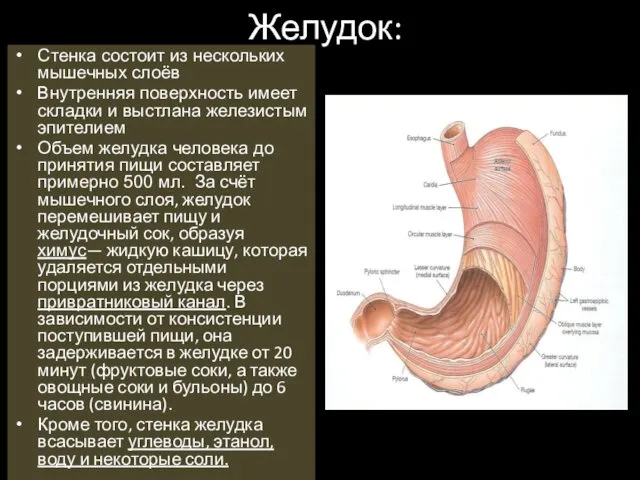 Желудок: Стенка состоит из нескольких мышечных слоёв Внутренняя поверхность имеет