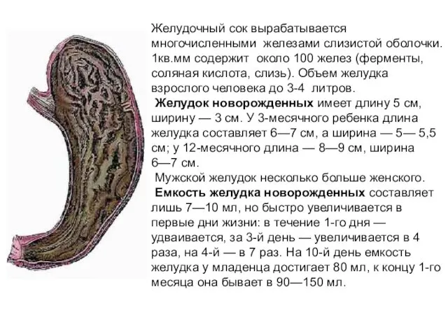 Желудочный сок вырабатывается многочисленными железами слизистой оболочки. 1кв.мм содержит около