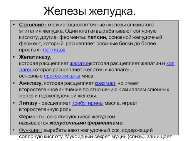 Железы желудка. Строение : мелкие (одноклеточные) железы слизистого эпителия желудка.