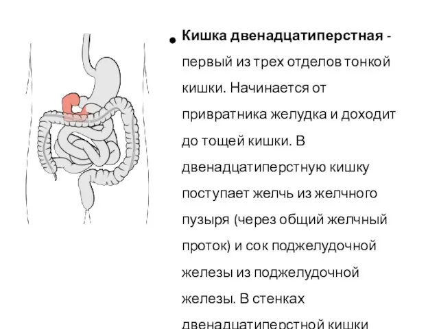 Кишка двенадцатиперстная - первый из трех отделов тонкой кишки. Начинается