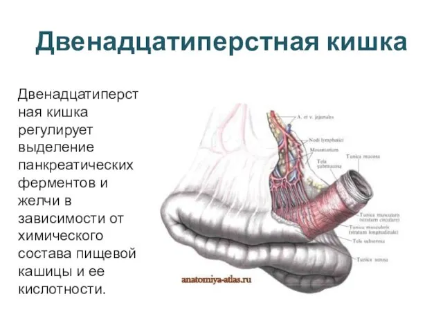 Двенадцатиперстная кишка Двенадцатиперстная кишка регулирует выделение панкреатических ферментов и желчи