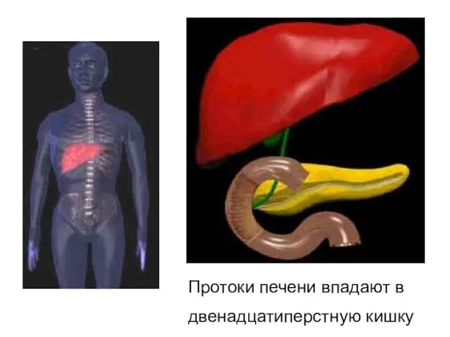 m=1,5 кг Протоки печени впадают в двенадцатиперстную кишку