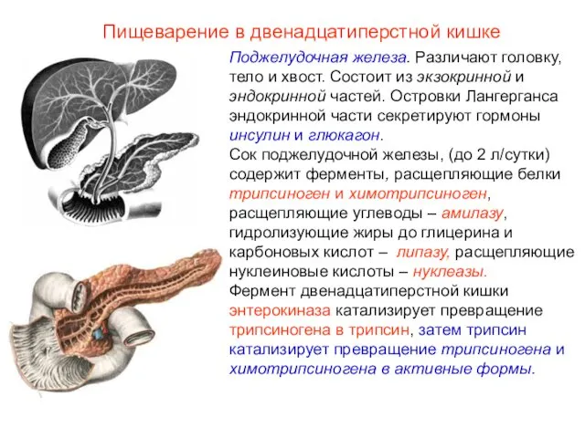 Поджелудочная железа. Различают головку, тело и хвост. Состоит из экзокринной