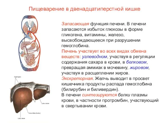 Запасающая функция печени. В печени запасаются избыток глюкозы в форме