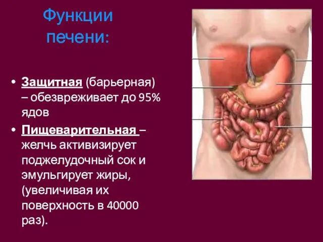 Функции печени: Защитная (барьерная) – обезвреживает до 95% ядов Пищеварительная