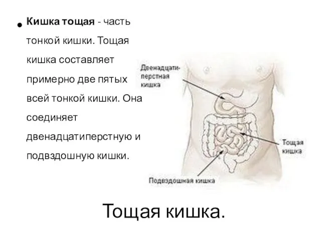 Тощая кишка. Кишка тощая - часть тонкой кишки. Тощая кишка