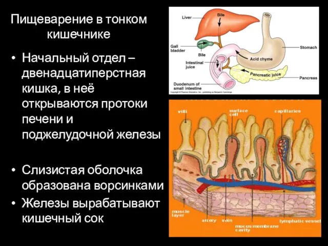 Пищеварение в тонком кишечнике Начальный отдел – двенадцатиперстная кишка, в