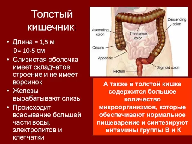 Толстый кишечник: Длина = 1,5 м D= 10-5 см Слизистая