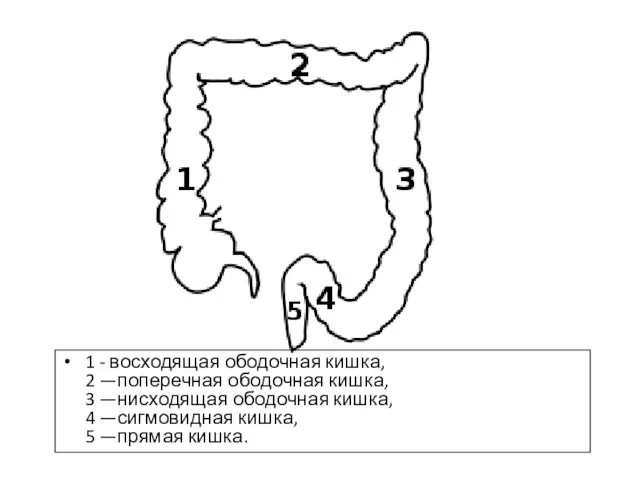 1 - восходящая ободочная кишка, 2 —поперечная ободочная кишка, 3