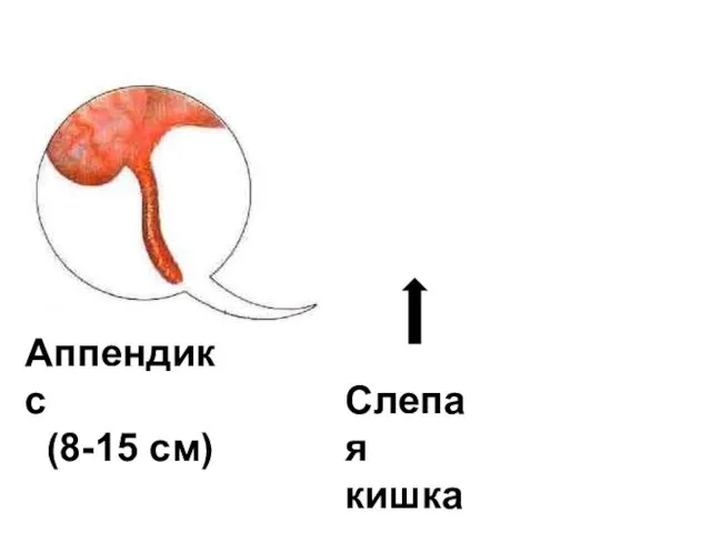 Слепая кишка Аппендикс (8-15 см)