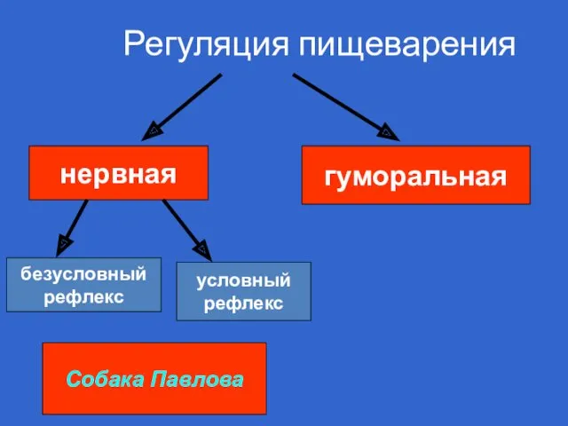 Регуляция пищеварения нервная гуморальная безусловный рефлекс условный рефлекс Собака Павлова