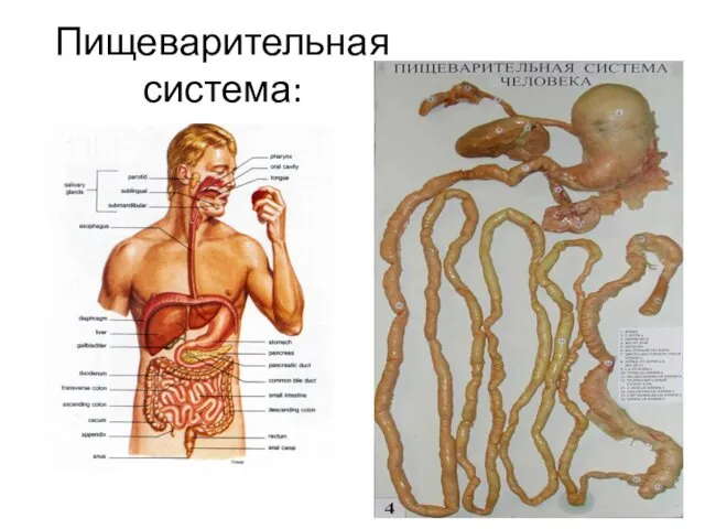 Пищеварительная система: