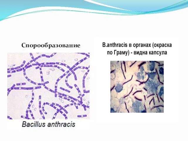 Спорообразование