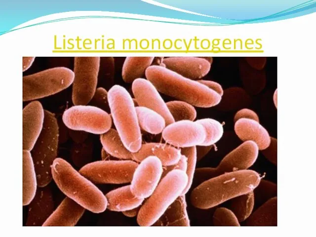 Listeria monocytogenes