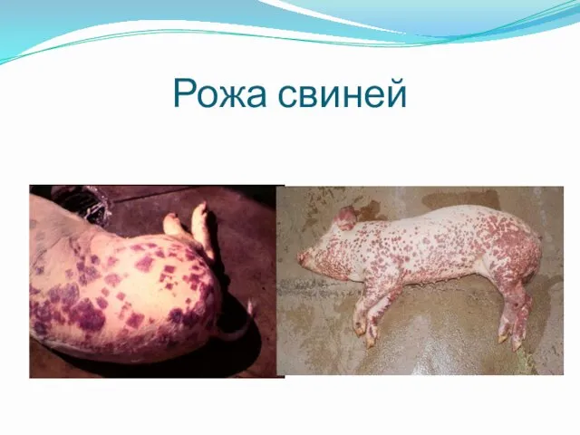 Рожа свиней