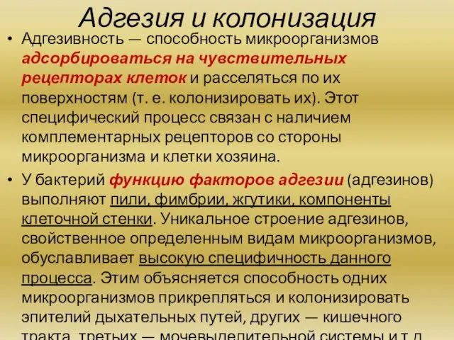 Адгезия и колонизация Адгезивность — способность микроорганизмов адсорбироваться на чувствительных