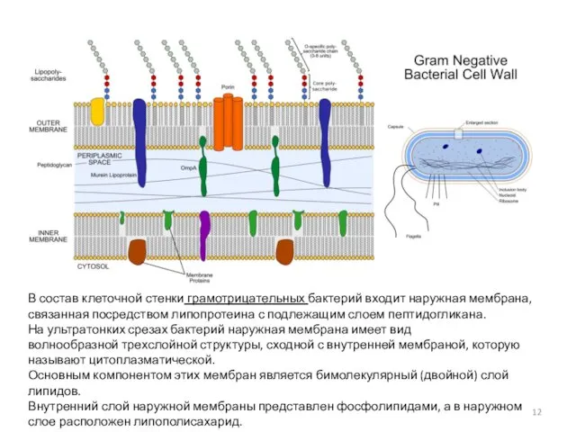 В состав клеточной стенки грамотрицательных бактерий входит наружная мембрана, связанная