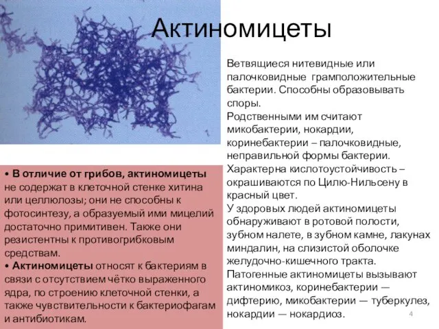 Актиномицеты • В отличие от грибов, актиномицеты не содержат в