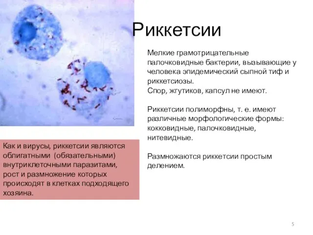 Как и вирусы, риккетсии являются облигатными (обязательными) внутриклеточными паразитами, рост