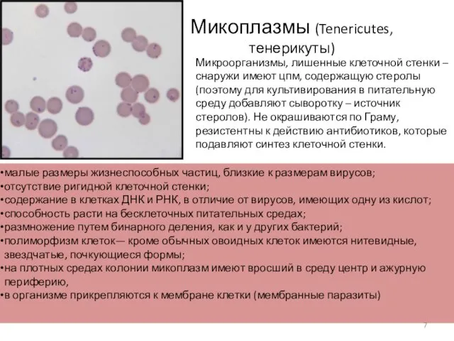 Микоплазмы (Tenericutes, тенерикуты) Микроорганизмы, лишенные клеточной стенки – снаружи имеют