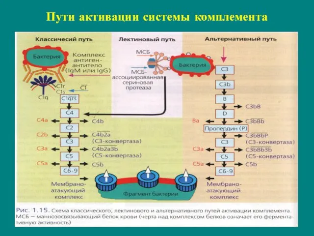 Пути активации системы комплемента