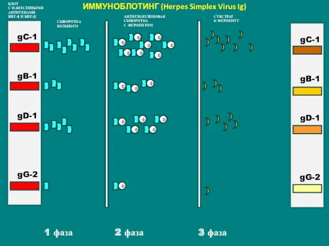 1 фаза 2 фаза 3 фаза ф gC-1 gB-1 gD-1