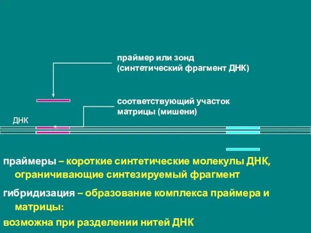 ДНК праймер или зонд (синтетический фрагмент ДНК) соответствующий участок матрицы