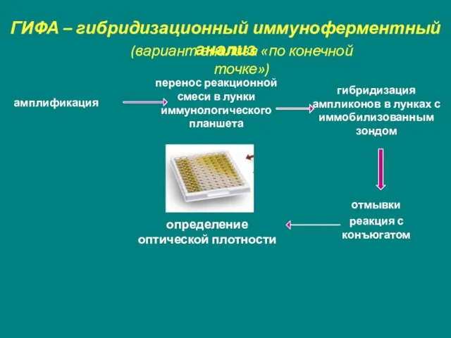 ГИФА – гибридизационный иммуноферментный анализ амплификация перенос реакционной смеси в