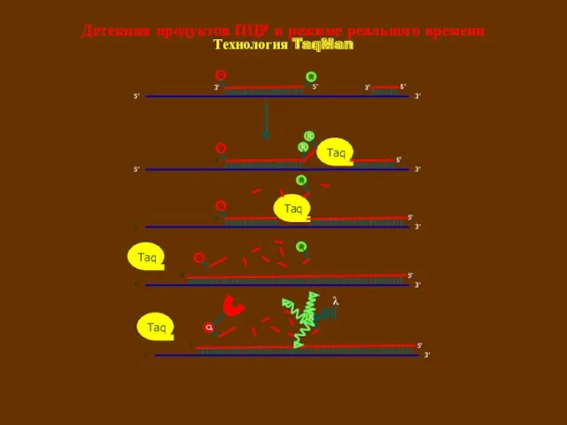 Детекция продуктов ПЦР в режиме реального времени λ Технология TaqMan