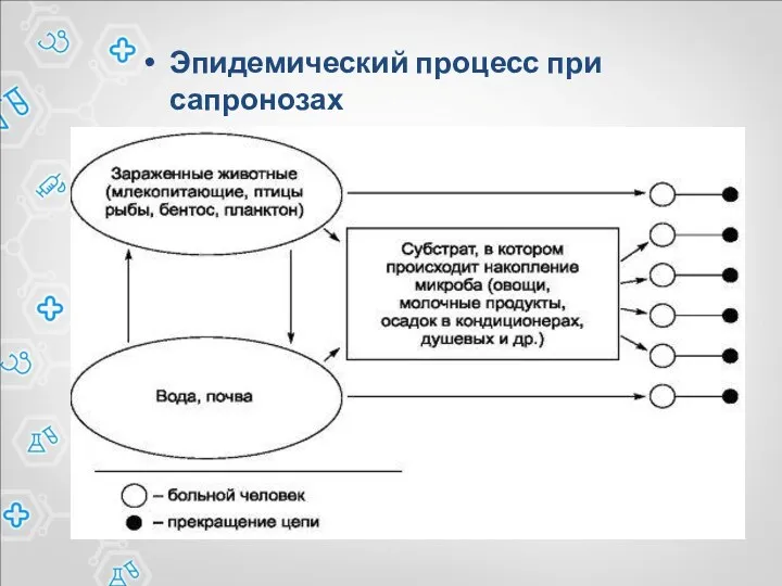 Эпидемический процесс при сапронозах