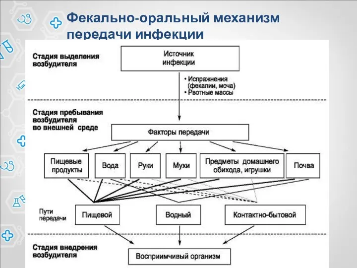 Фекально-оральный механизм передачи инфекции