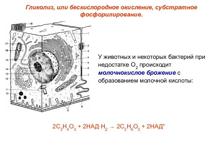 У животных и некоторых бактерий при недостатке О2 происходит молочнокислое