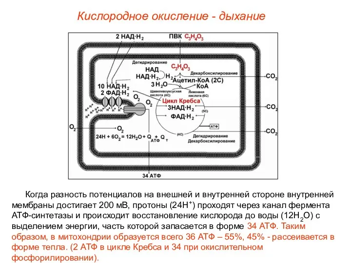 Когда разность потенциалов на внешней и внутренней стороне внутренней мембраны