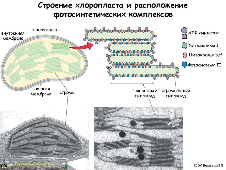 Строение хлоропласта и расположение фотосинтетических комплексов внутренняя мембрана хлоропласт внешняя