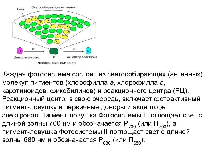 Каждая фотосистема состоит из светособирающих (антенных) молекул пигментов (хлорофилла а,