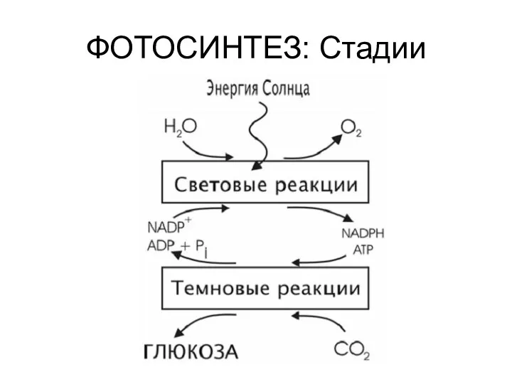 ФОТОСИНТЕЗ: Стадии