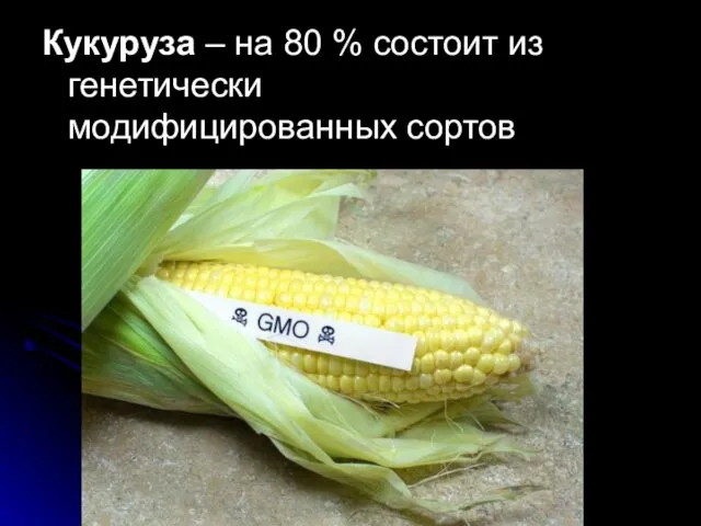 Кукуруза – на 80 % состоит из генетически модифицированных сортов