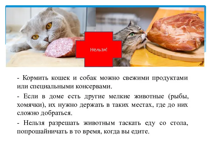 - Кормить кошек и собак можно свежими продуктами или специальными