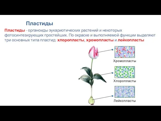 Пластиды Пластиды - органоиды эукариотических растений и некоторых фотосинтезирующих простейших.