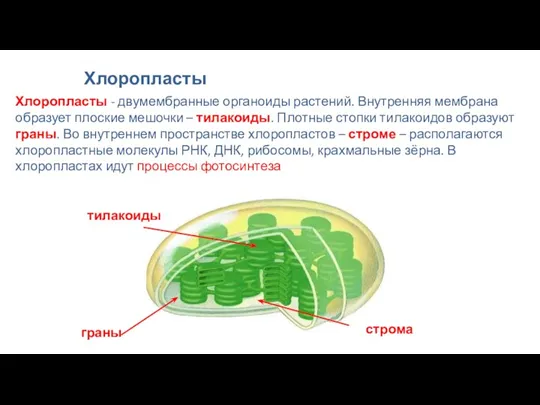 Хлоропласты Хлоропласты - двумембранные органоиды растений. Внутренняя мембрана образует плоские